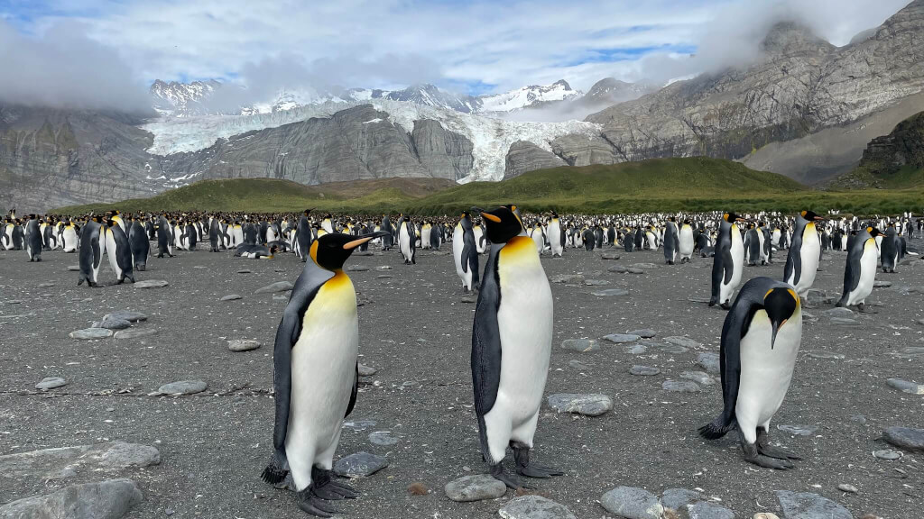 16.-King-penguin-colony (1)