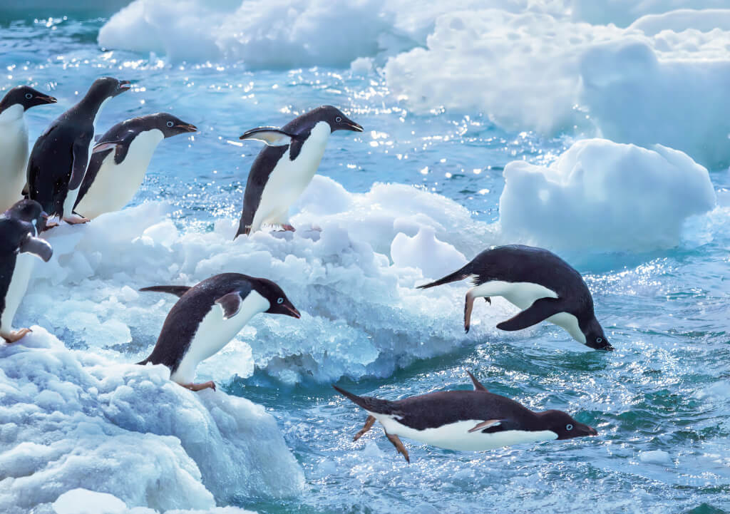 6. Pinguins duiken